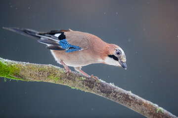 Jay on the branch with snow 