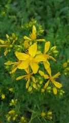 yellow flowers in the garden