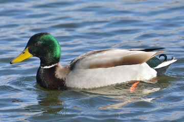 Male Mallard Duck swimming on pond.
