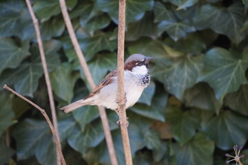 Spatz  / Haussperling 
