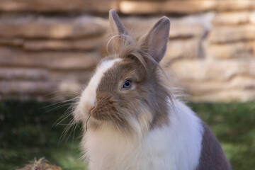rabbit eating hay