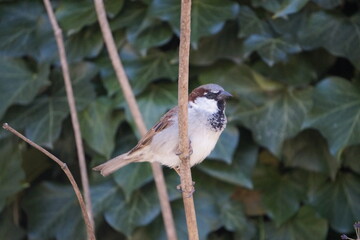 Spatz  / Haussperling 