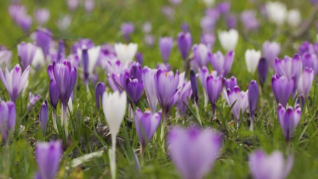 Wild Crocuses growing white and purple color bloom during early spring, crocus flowers seasonal plants in the family Iridaceae (iris family), species of perennials growing from corms. zoom out shot