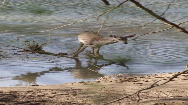 A deer quenching its thurst in the river