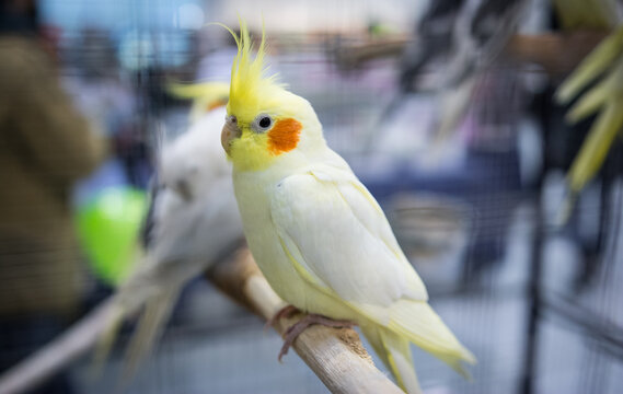 Nymphicus hollandicus white parrot