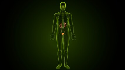 3d render male urinary system anatomy