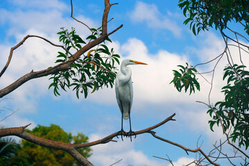 A beautiful great egret - white heron in closeup shot in Poovar Backwater, Kerala, India