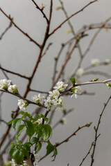 Spring flowering branch of cherries