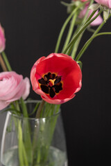 Red tulip against the background of a black wall. Place for the text
