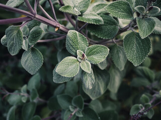 close up of leaves