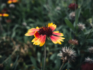 gaillardia