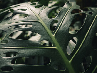 monstera deliciosa