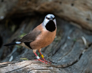 Black-throated Finch
