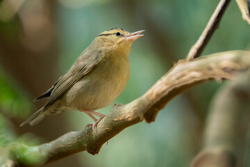 Worm Eating Warbler