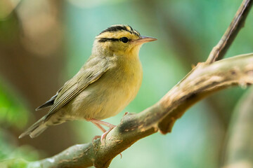Worm Eating Warbler