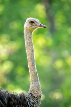 Ostrich