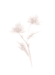 Obraz premium Isolated flowers, plant. Watercolor, art decoration, sketch. Illustration hand drawn modern