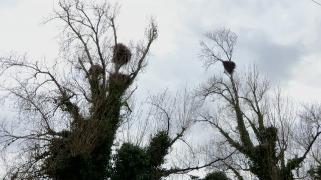 Two big trees with seven stork nests.