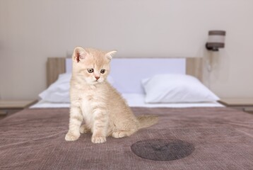 Cute gray cat sitting near wet or piss spot on the bed at home interior.