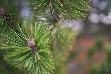 Pine tree pines in spring