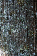 Obraz premium Tree bark texture. Reminiscent of rustic wood with some imperfections. Top view