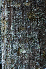 Obraz premium Tree bark texture. Reminiscent of rustic wood with some imperfections. Top view