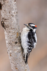 downy woodpecker in early spring