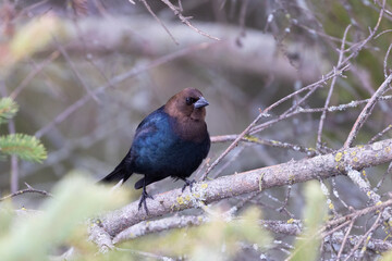 Male brown-headed cowbird (Molothrus ater) 