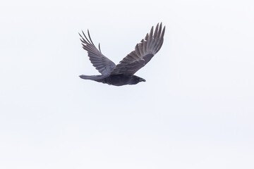 common raven (Corvus corax) in flight