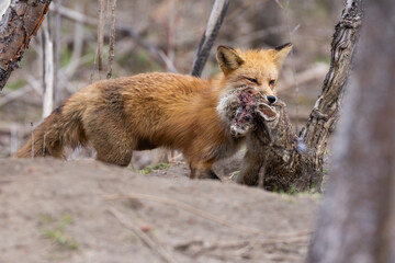 Red fox with prey eastern cottontail rabbit.