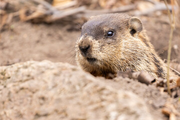 groundhog (Marmota monax) in spring