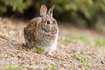Naklejka na ściany i meble eastern cottontail bunny in early spring