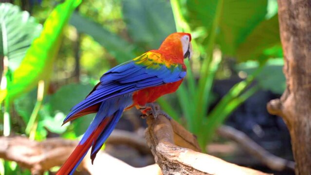 colorful macaws scenes in brazil
