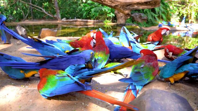 colorful macaws scenes in brazil