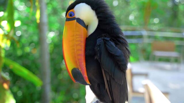 video scene of Tucano Toco bird in nature brazil