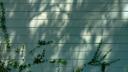 dusk tree shadows house building wall garden shed ivy green painted fence