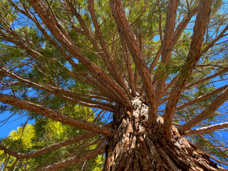 tall mountain tree clear sky atmosphere spring sunny afternoon sunlight canopy