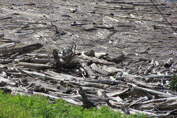 水面を覆っている、無数の流木