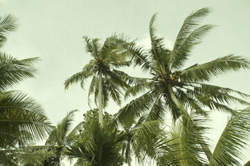 Fototapeta na wymiar tropical 