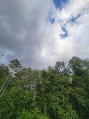 clouds over the forest