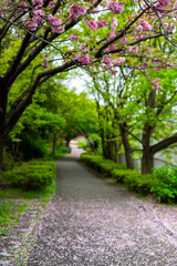 Fototapeta na wymiar 牡丹桜