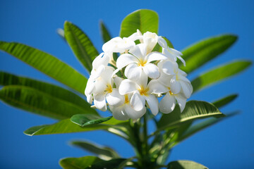 White plumeria rubra flowers on blue sky background. Frangipani flower. Exotic Plumeria Spa Flowers on green leaf tropical background. Beautiful Scented flosers, aromatherapy.
