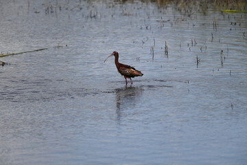 White-faced Ibis - Plegadis chihi