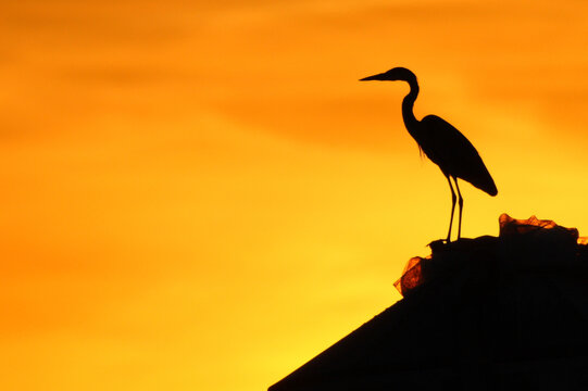 Grey Heron in Sunset Silhouette