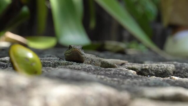 Beautiful Calango lizard free in nature in the park in Rio de Janeiro, Brazil. Selective focus.