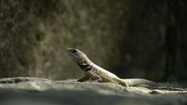 Beautiful Calango lizard free in nature in the park in Rio de Janeiro, Brazil. Selective focus.
