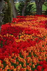 Orange and red tulips beauty