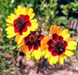 yellow flower in the garden