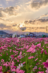 Cosmos Flower Field at Fujiwara Palace Ruin（藤原宮のコスモス畑）