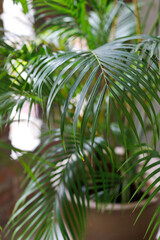 Soft focus beautiful green palm leaf potted house plant.